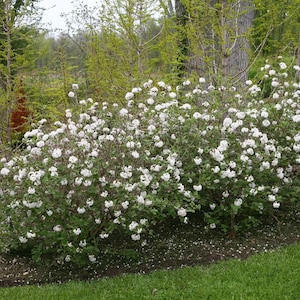 Spice Baby Korean Spice Viburnum - Proven Winners - 4" pot