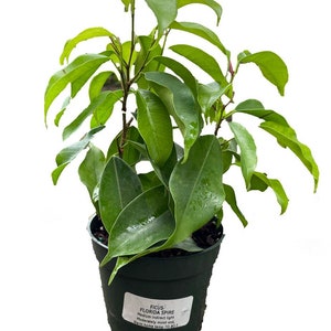 Florida Spire Columnar Weeping Fig Tree - Ficus benjamina - Easy to Grow - 4" Pot