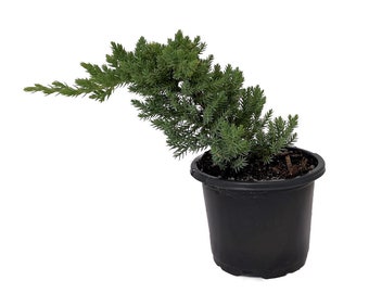 Japanese Juniper Bonsai Tree - 4" pot - Juniperus procumbens - Nana