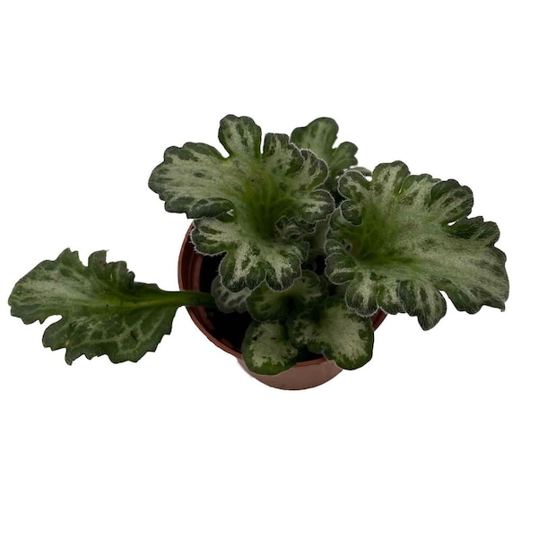 Curly Loki Asian Violet - Primulina - House Plant - 2.5" Pot