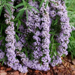 MOP TOP  Fountain Butterfly Bush- 4" Pot -Buddleia-Proven Winners