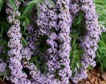 Buddleia fontaine à pomme MOP TOP - Pot de 10 cm - Proven Winners