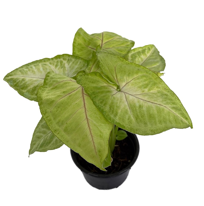 Golden Allusion Arrowhead Plant