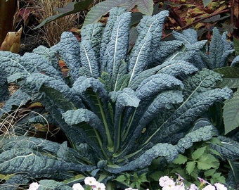 Dinosaur Lacinato Blue/Tuscan Kale Plant - 2.5" Pot - Winter Hardy