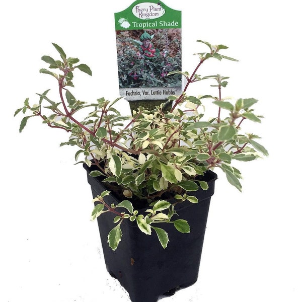 Variegated Lottie Hobby Fuchsia - Indoors/Out/Fairy Garden - Shade - 2.5" Pot