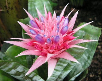 ブロメリア・エアープランツ Aechmea Star Of Linda Bromeliad Aechmea Star of Linda - Live Plant - Etsy