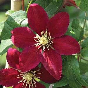 Niobe Clematis Vine -Deep Ruby Red - Majestic - 2.5" Pot