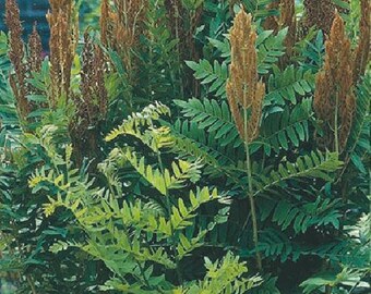 Hardy Cinnamon Fern - Osmunda cinnamomea - 2 Top Size Roots