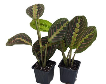 Hirt's Red Prayer Plant - 2 Pack - Maranta - Easy to Grow House Plant - 3" Pots