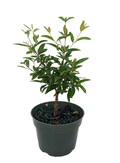 Dwarf Pomegranate Plant - Punica - Bonsai/Houseplant/Outdoors - Edible - 4" Pot