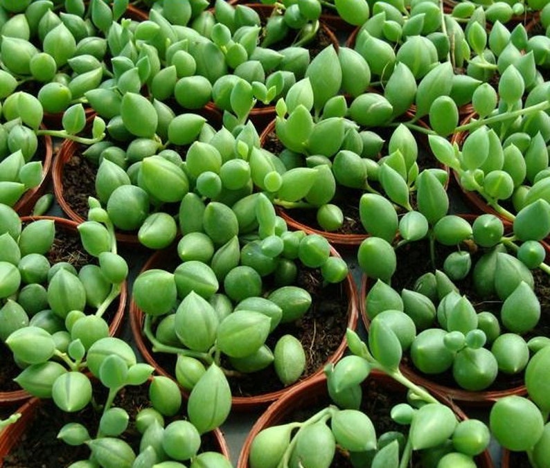 Крестовник Семена Купить