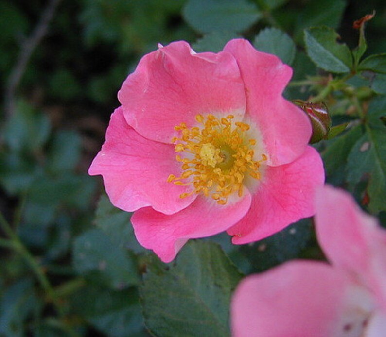 Nearly Wild Rose Bush Requires Very Little Care 4 Etsy