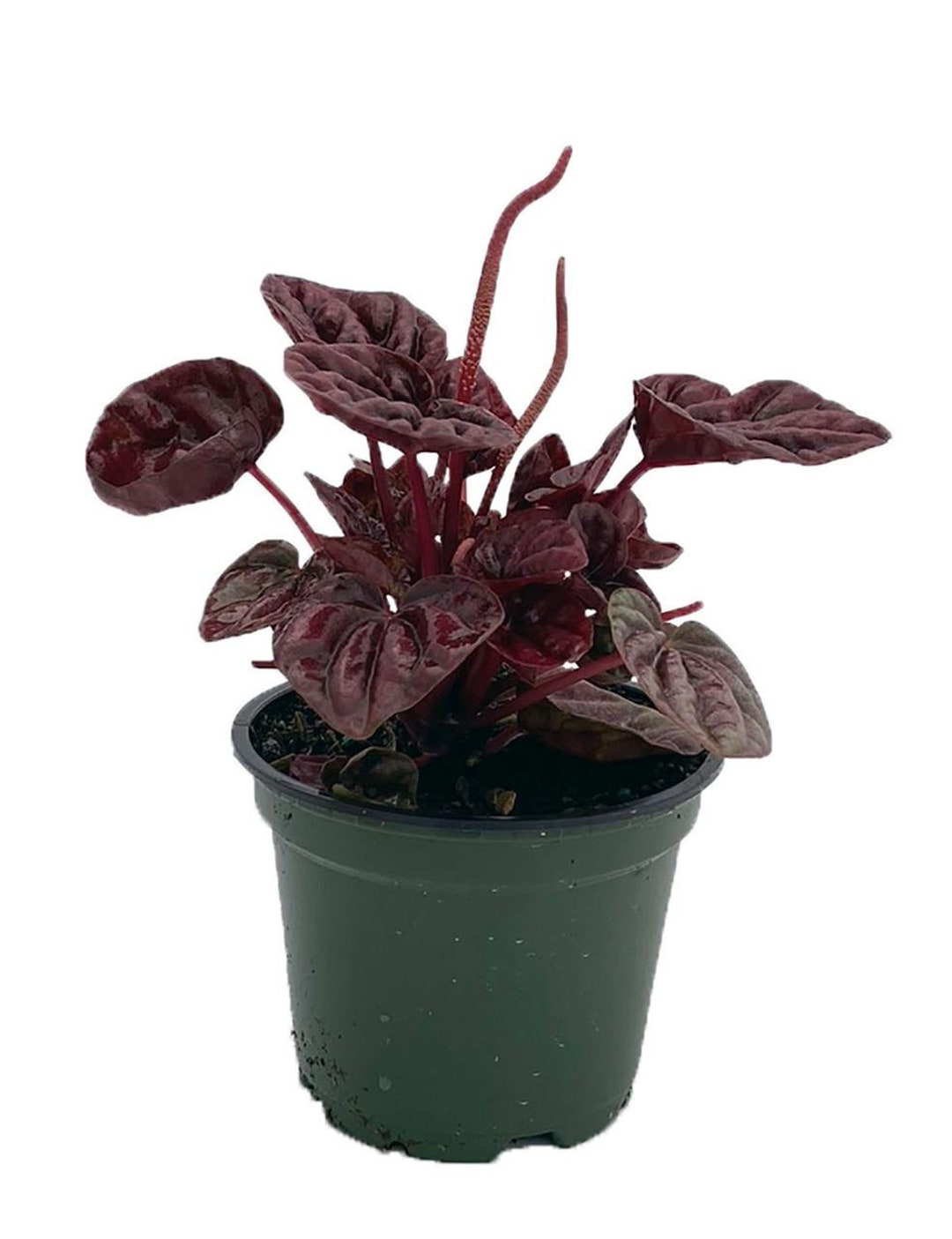 Schumi Red Ripple Peperomia 4 Pot - Easy to Grow Houseplant