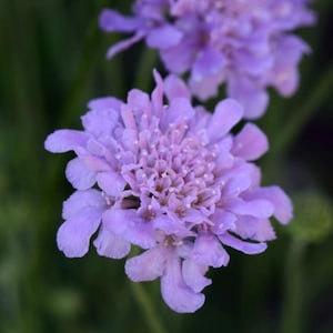 May include: A vibrant lavender pincushion flower with numerous delicate, ruffled petals radiating from a dense, textured center. The bloom displays soft purple hues and is positioned in the foreground, with a second, slightly blurred flower behind.