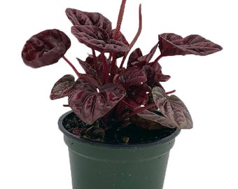 Schumi Red Ripple Peperomia 4" Pot  - Easy to Grow Houseplant