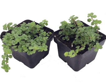 Make Green Your Favorite Color Par Hirtsgardens Sur Etsy