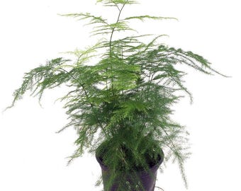 Fern Leaf Plumosus Asparagus Fern - 4" Pot- Live Plant