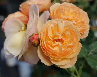 FLAVORETTE Honey-Apricot Rose - Proven Winners - 4" Pot