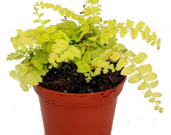 Golden Glow Boston Fern - Nephrolepis - Lemon Yellow Color - 2.5" Pot