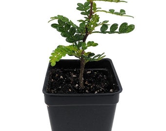 Edible Yellowwood / Pepper Tree Plant - 2.5" Pot - Terrarium/Fairy Garden/House Plant