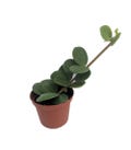 Hope Peperomia - Easy Houseplant - 2.5" Pot