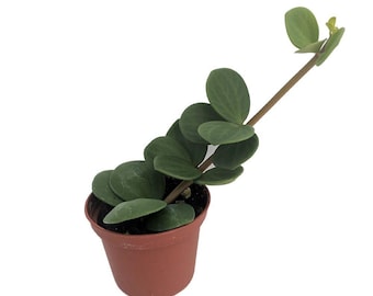 Hope Peperomia - Easy Houseplant - 2.5" Pot