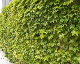 Fenway Park Golden Boston Ivy Plant - Parthenocissus - 2.5" Pot