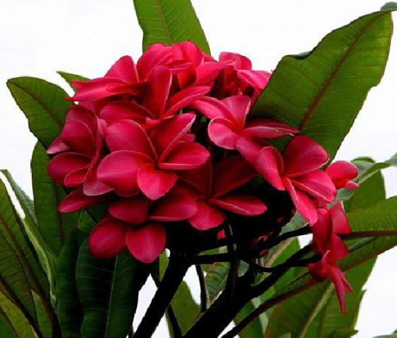 Exotic Thailand Red Plumeria Plant Frangipani 810 Etsy