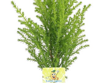 Lemon Scented Goldcrest Cypress Tree - Indoors/Out/FairyGarden - 2.5" Pot