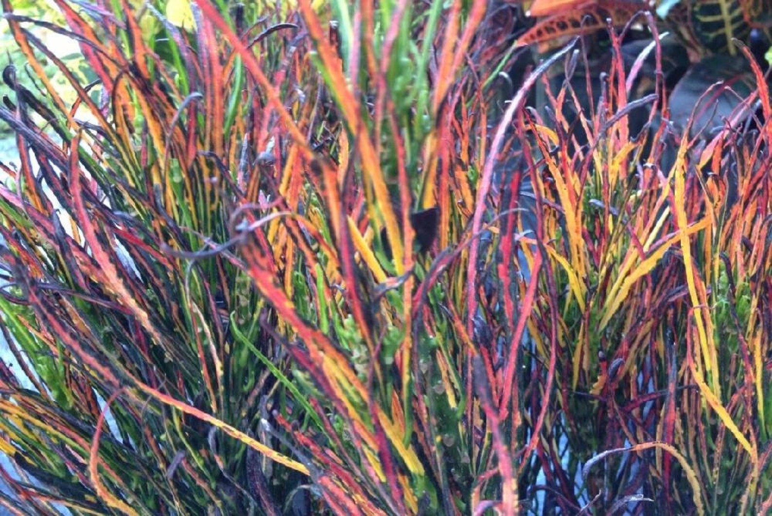 Picasso's Paintbrush Croton 4 Pot Colorful House Etsy