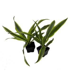 Gold Star Madagascar Dragon Tree - Dracaena - Easy House Plant - 2 pack 3&quot; Pots