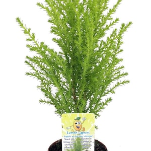 Lemon Scented Goldcrest Cypress Tree - Indoors/Out/FairyGarden - 2.5" Pot