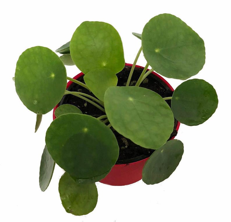Hirt's Gardens Chinese Money Plant - Thumbnail 4