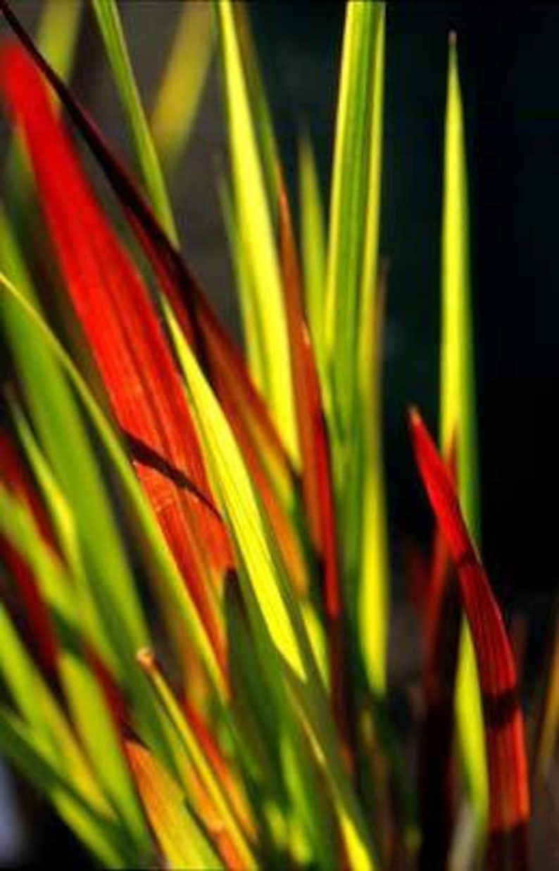 japanese blood grass imperata cylindrica red baron etsy
