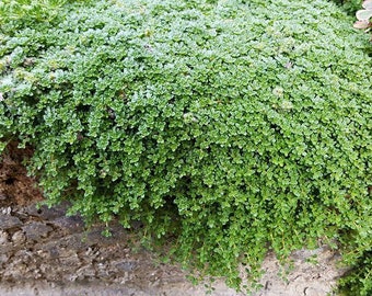 Elfin Thyme Plant - Thymus minus - World's Smallest Thyme - Live Plant - 3" Pot