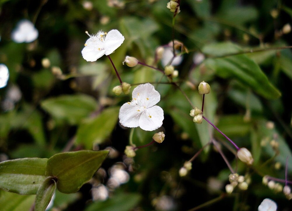Tahitian Bridal Veil Wandering Jew 4 Pot Easy to Etsy