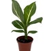 see more listings in the House Plants section