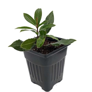 Ohio Grown Sweet Bay Laurel Herb - Laurus nobilis- 4&quot;  Pot