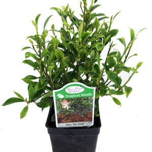 Tiny Limey Weeping Fig - Ficus - 2.5" Pot - House Plant or Bonsai