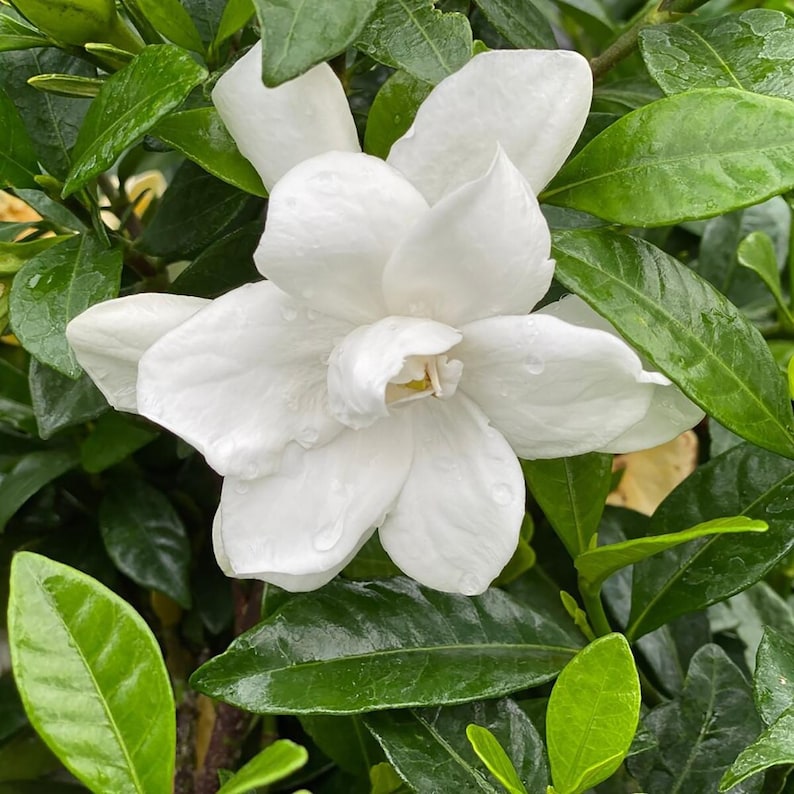 Proven Winners Pillow Talk Gardenia - Thumbnail 2