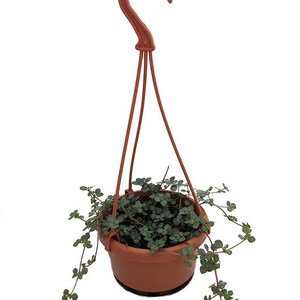 Blue Baby Tears - Pilea glauca - 4" Mini Hanging Basket