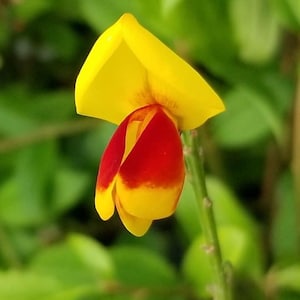 Sister Disco® Scotch Broom - 4" pot - Cytisus - Proven Winners - No Shipping to Washington State or Oregon