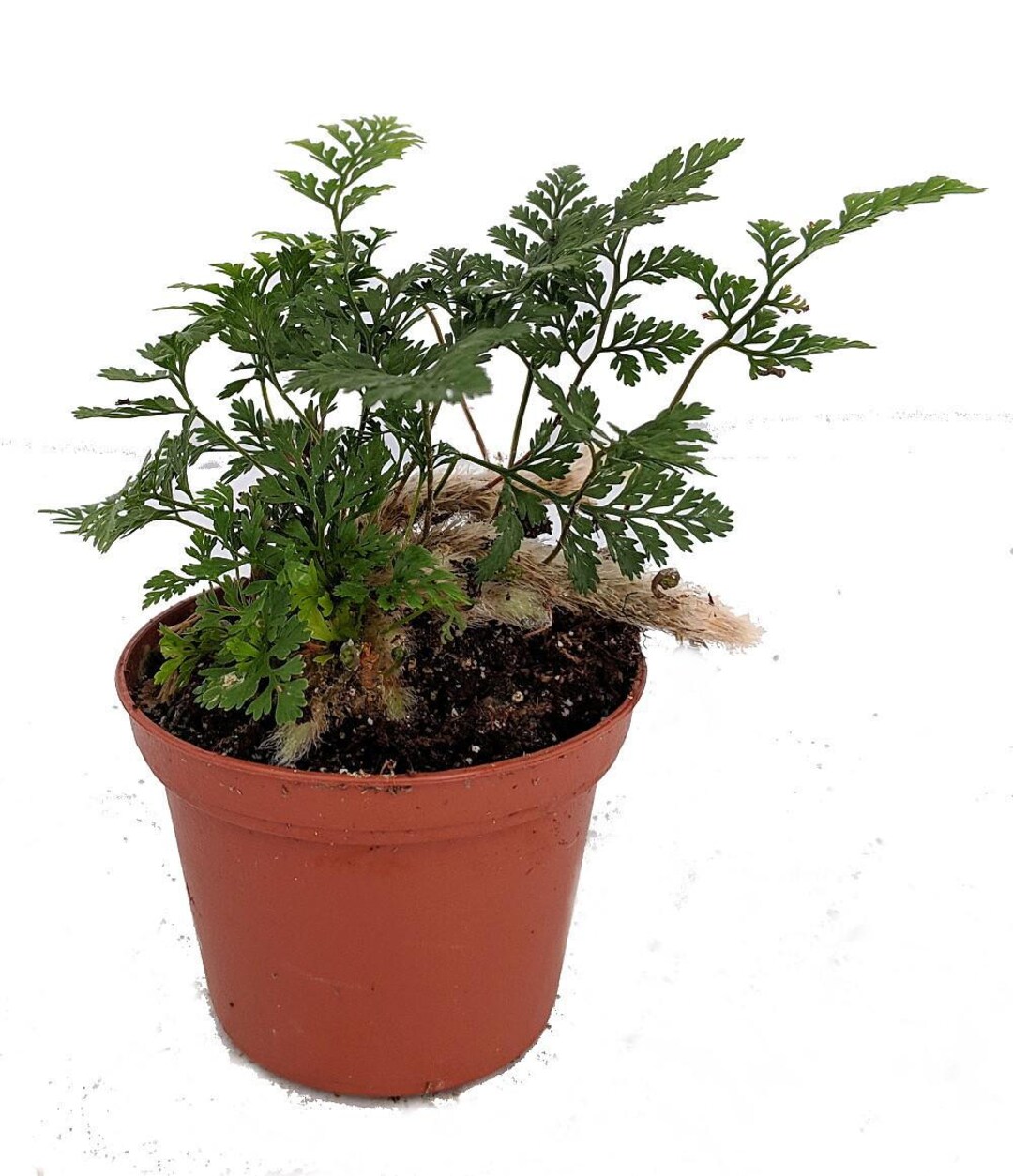 Rabbit's Foot Fern - Davallia - 2.5