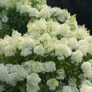 BoBo® Dwarf Hydrangea Bush - Blooms all Summer - Proven Winners - 4" Pot imagen 1
