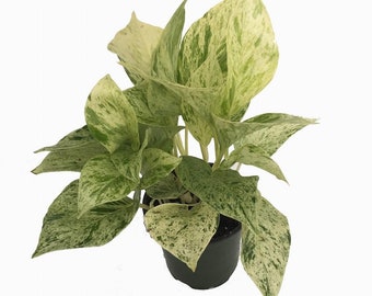 Marble Queen Devil's Ivy - Pothos - Epipremnum - 4" Pot - Easy to Grow