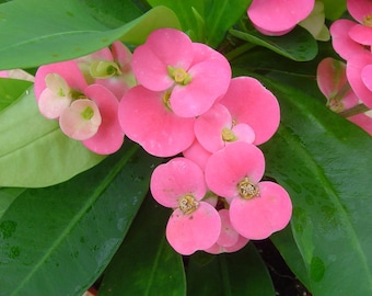 Pink Cadillac Crown of Thorns - Good Luck Plant - Euphorbia milii - 2.5" Pot