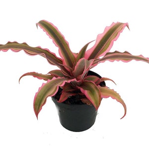 Pink Earth Star Plant - Cryptanthus - Easy to Grow - 2.5" Pot