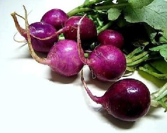 Rare Purple Plum Radish - 50 Seeds