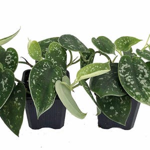 Rare Silver Cloud Philodendron - Scindapsus pictus - EASY - 2 Plants - 3&quot; Pot