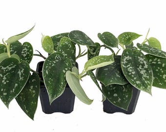 Rare Silver Cloud Philodendron - Scindapsus pictus - EASY - 2 Plants - 3&quot; Pot